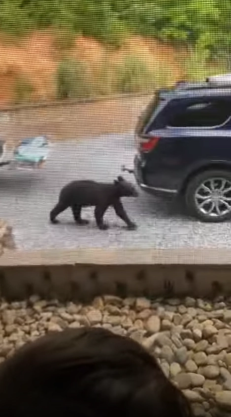 クマが車に近づいてきています。