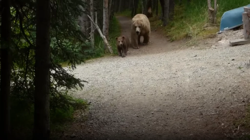 ジェフリーさんがカトマイ国立公園を散策中、クマの家族に鉢合わせてしまいます。