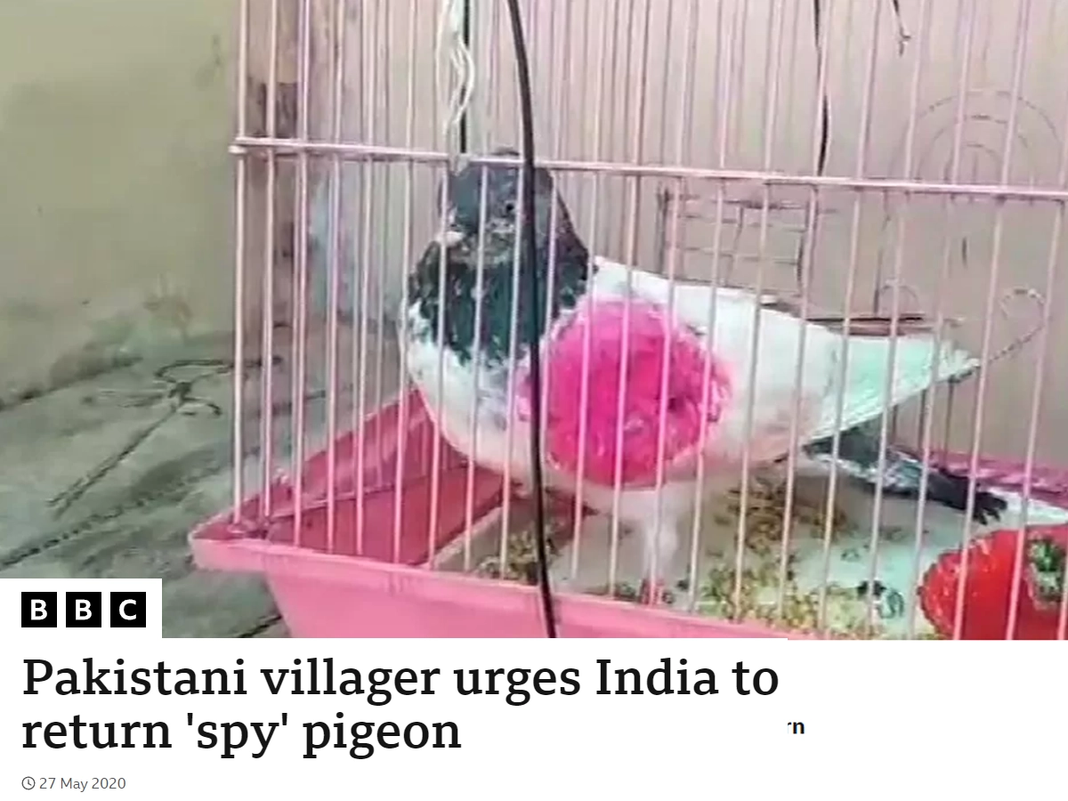 スパイの容疑で逮捕されていた鳩、釈放される